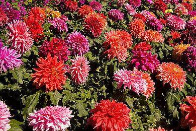 报告显示任天堂员工总数已经超过6500人